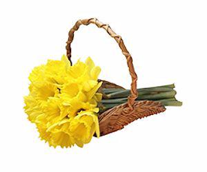 Daffodils in basket