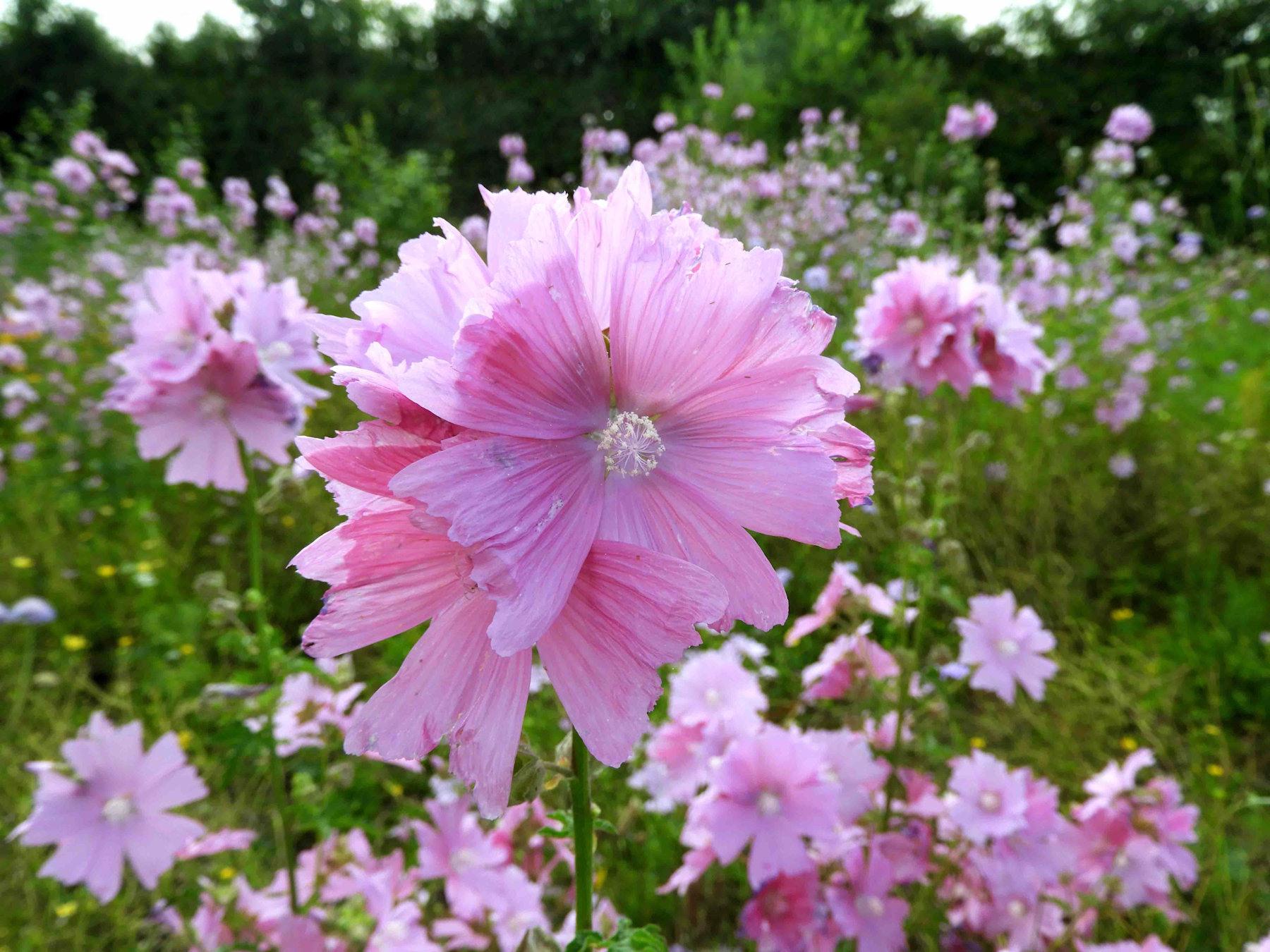 Open Gardens 25 July 2021