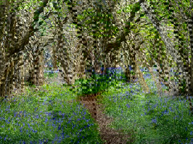 Bluebells