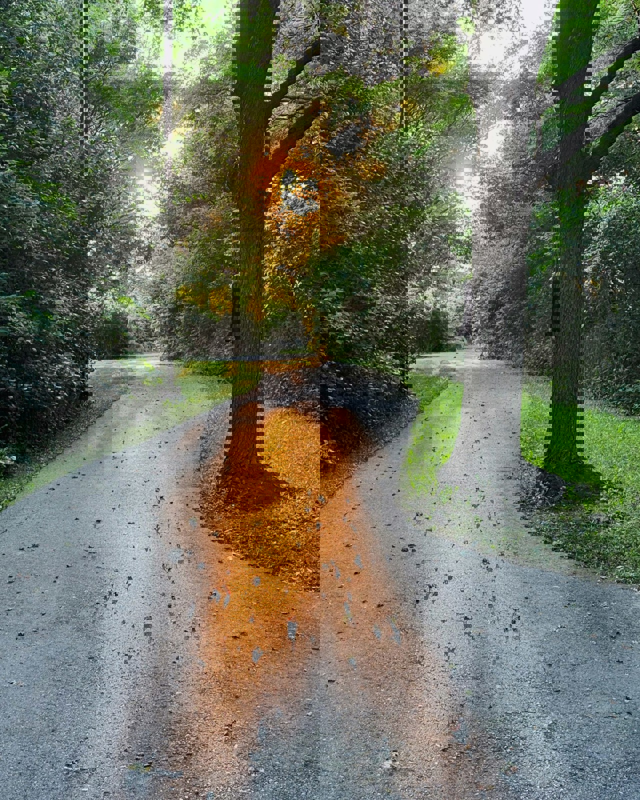 Pathlight Photo by Mark Ashford on Unsplash