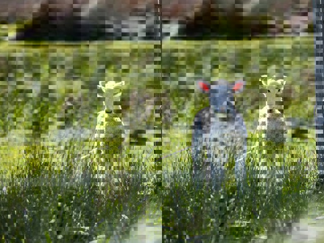 Holy Week and Easter Services, 29 March - 5 April Lamb