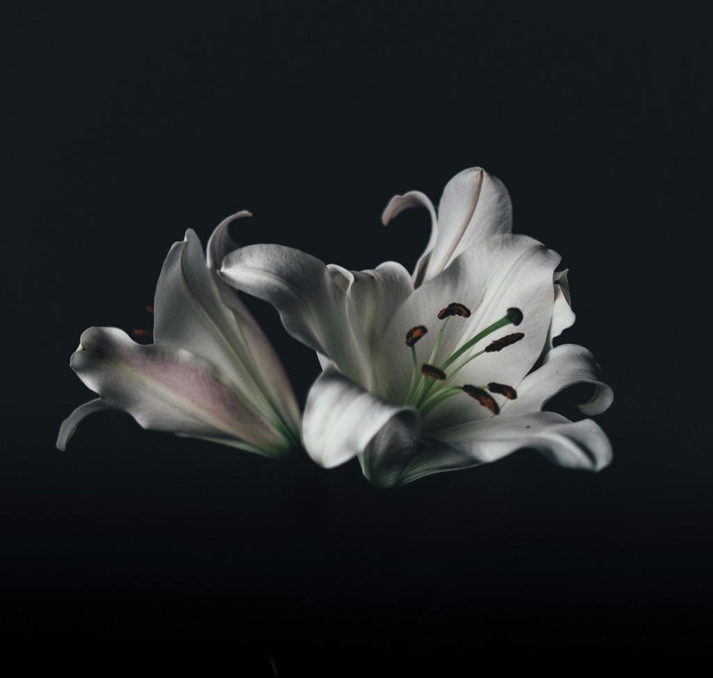 Photo by Annie Sprat (38yKQLL11d8) on Unsplash