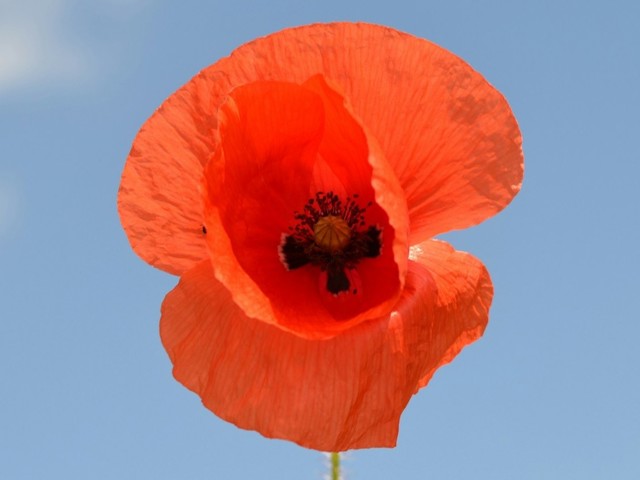 Poppy