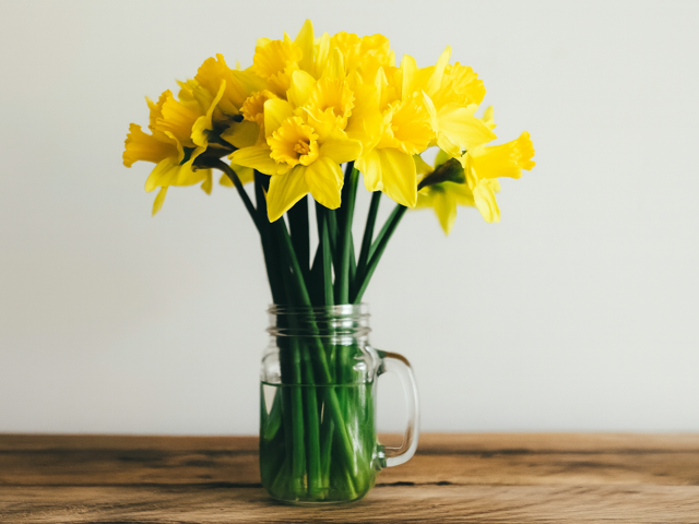 Daffs 4:3