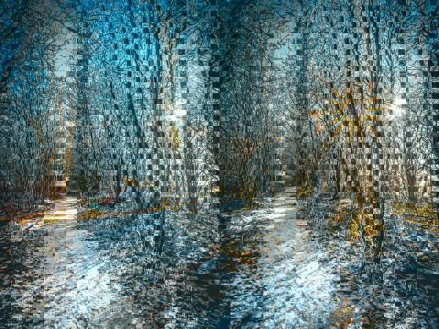 Winter pathlight Photo by Andy Holmes on Unsplash