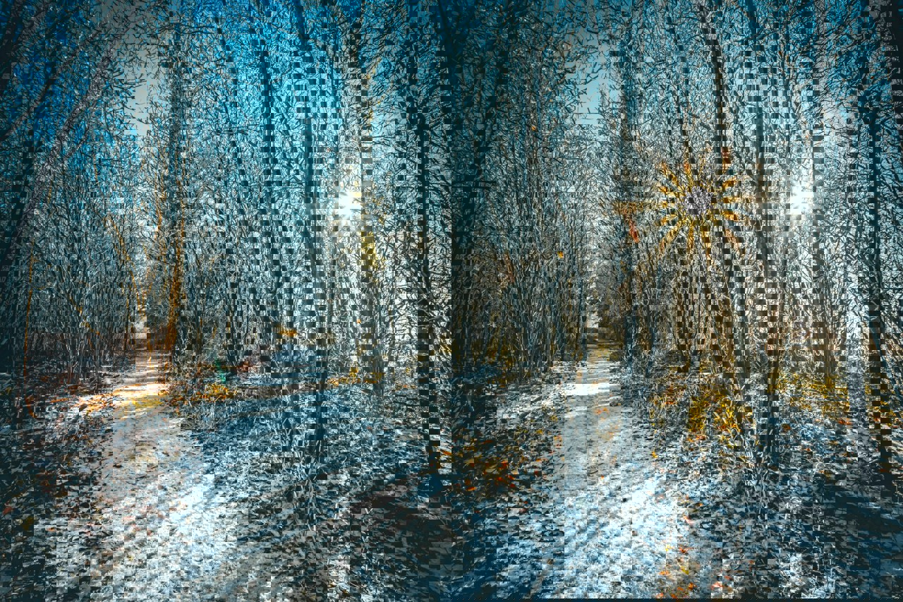 Winter pathlight Photo by Andy Holmes on Unsplash